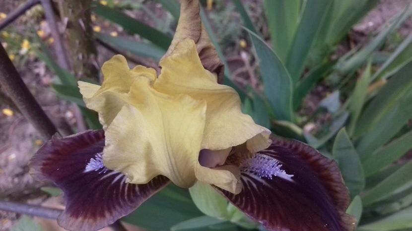  - irisi pitici si medii