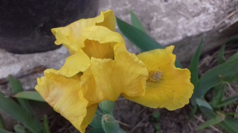  - irisi pitici si medii