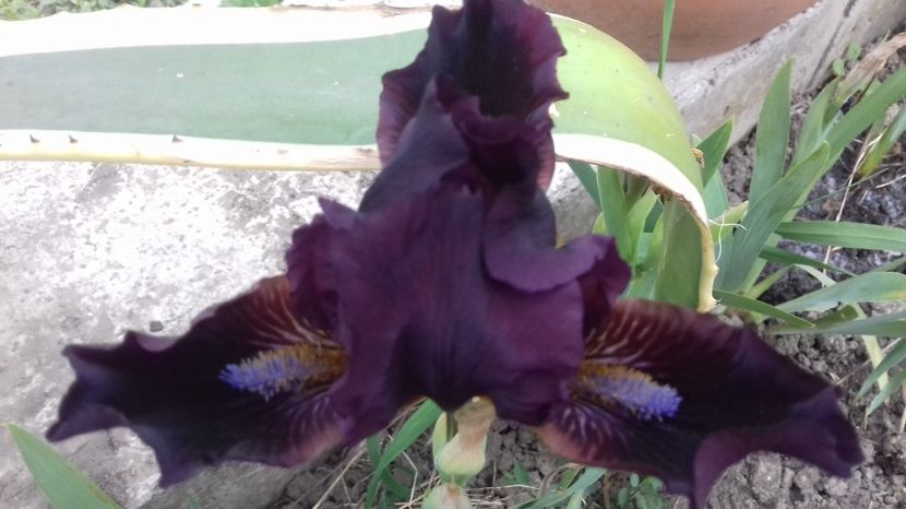  - irisi pitici si medii