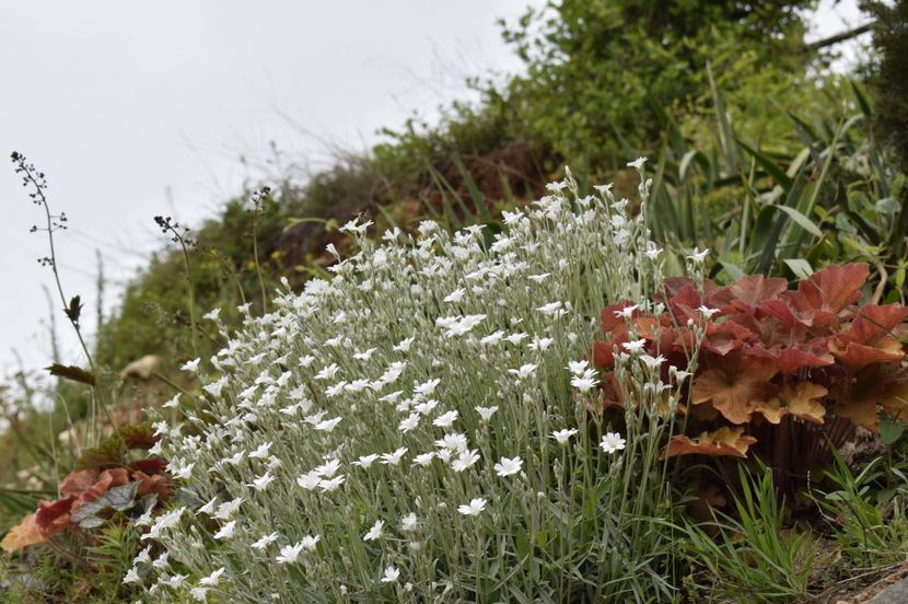 _DSC0202 - PRIMAVARA 2017