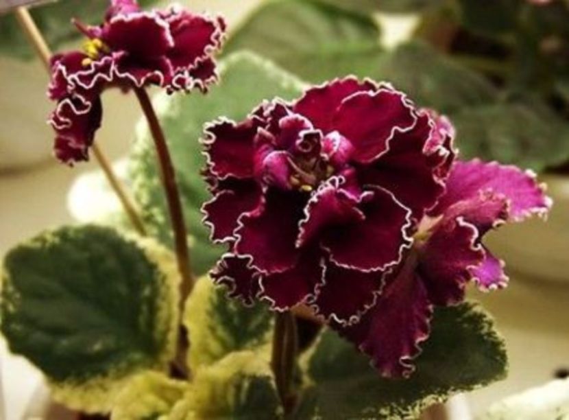LE-OKSANA - violete