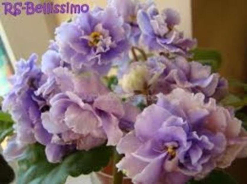 RS - Belissimo - violete