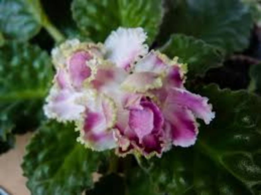 RS Ice Rose - violete