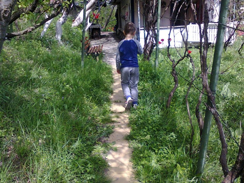 Fotografie2497 - 2017 GRADINA PRIMAVARA