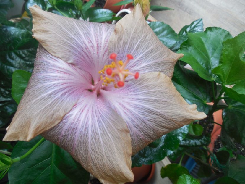  - 02Hibiscus