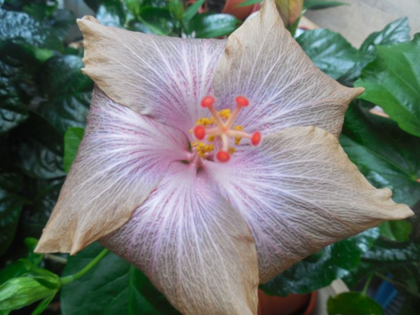  - 02Hibiscus