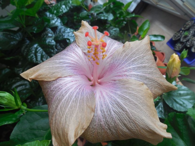  - 02Hibiscus