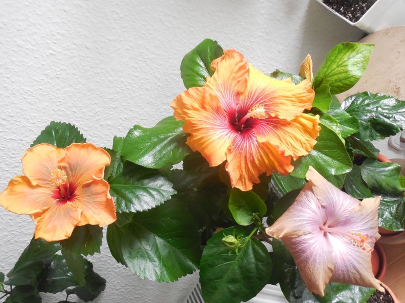  - 02Hibiscus