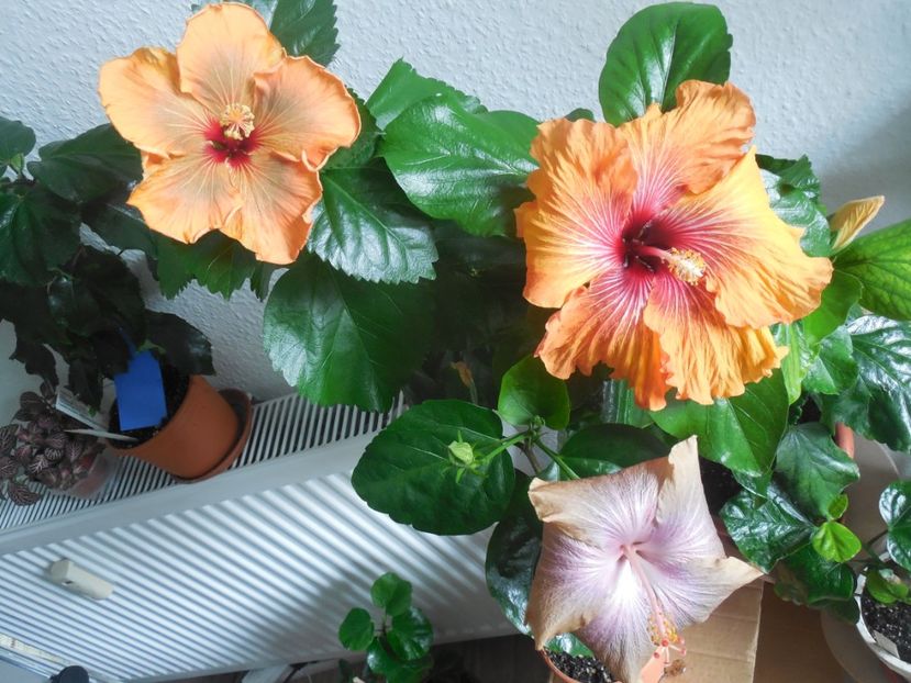  - 02Hibiscus