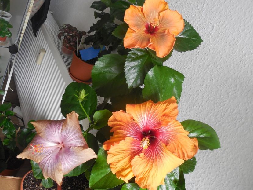  - 02Hibiscus