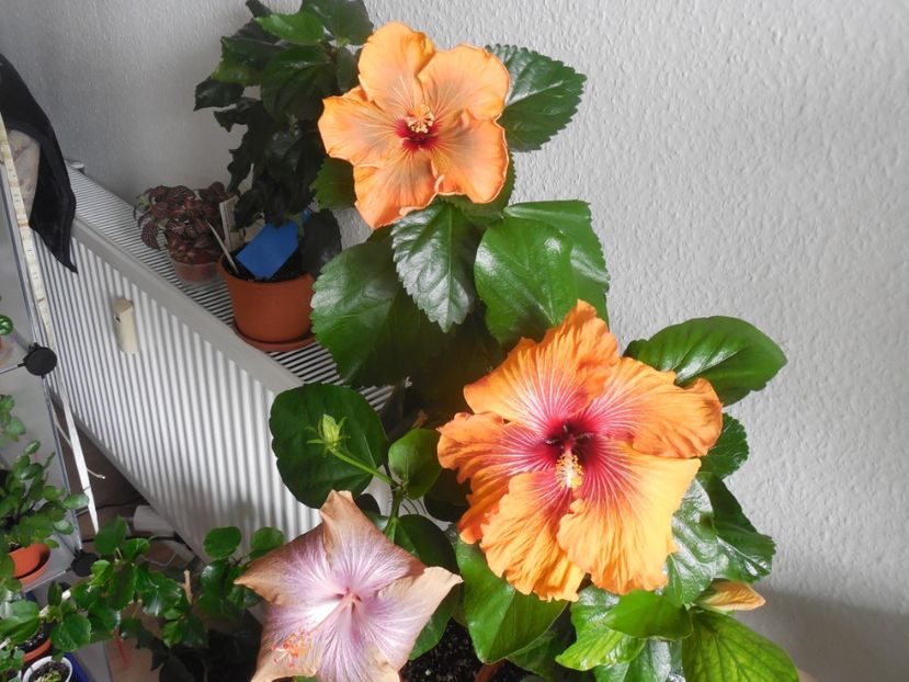  - 02Hibiscus