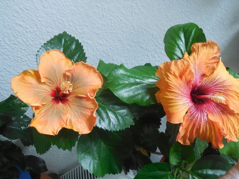  - 02Hibiscus