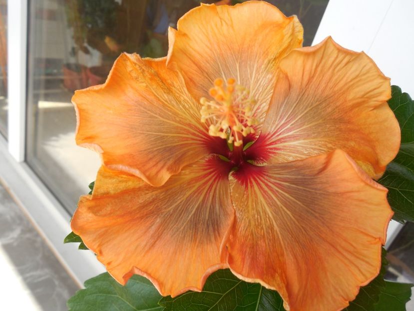  - 02Hibiscus