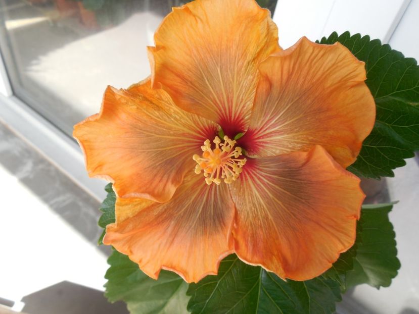  - 02Hibiscus