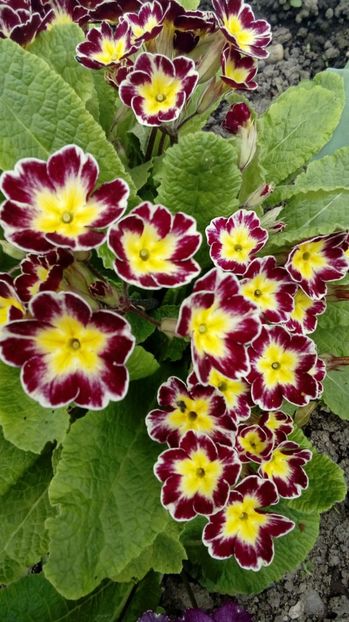 P_20170429_122447_1_BF_p - Din gradina mamei