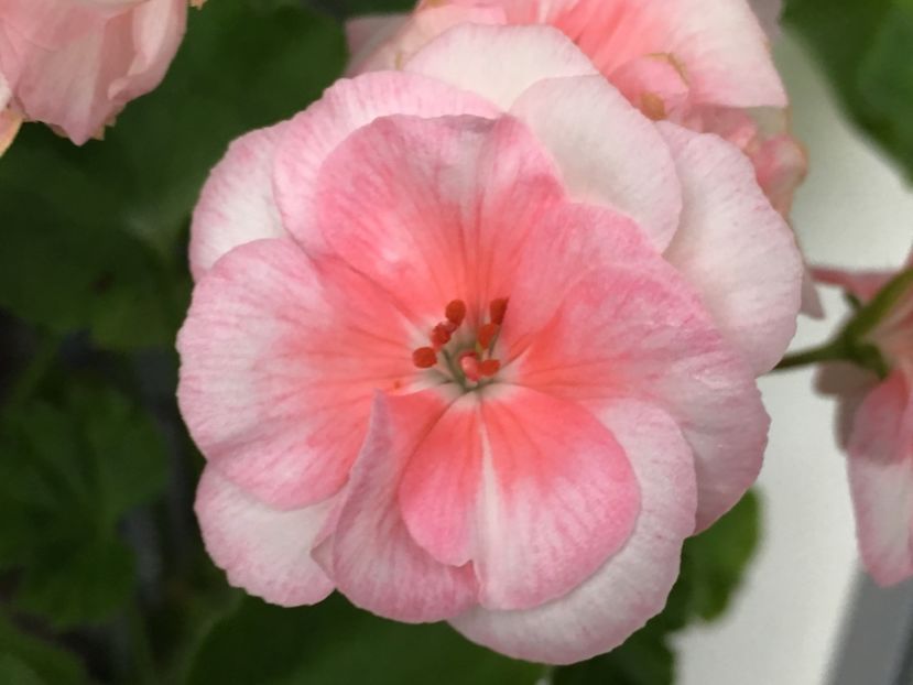 Twodees - Muscate colectie