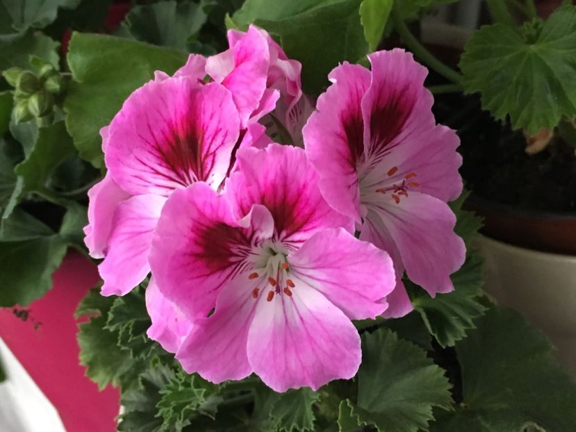 Nicolette - Muscate colectie