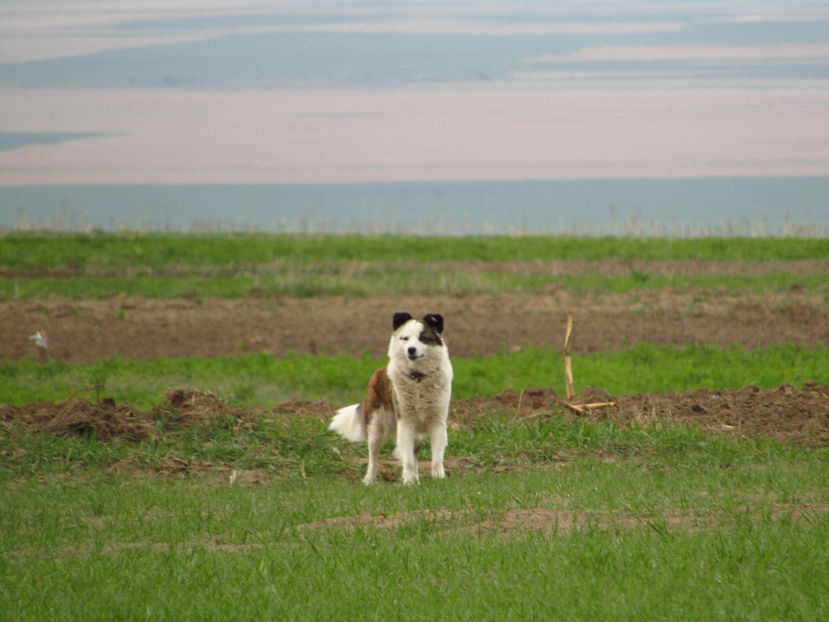 2017 - GINA balerina