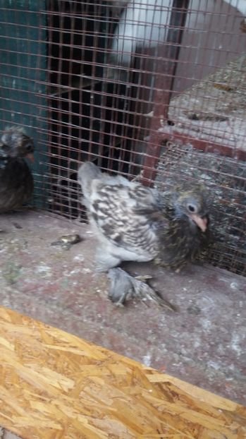  - 11 Jucatori de bucovina 2017