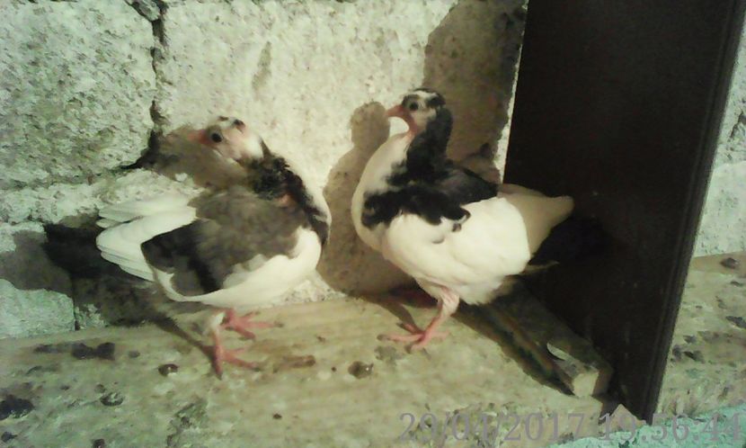  - noua generatie2017