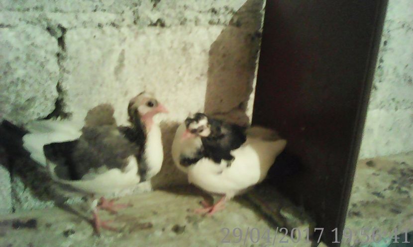  - noua generatie2017