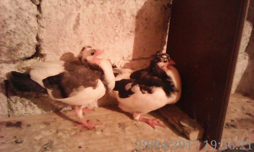  - noua generatie2017