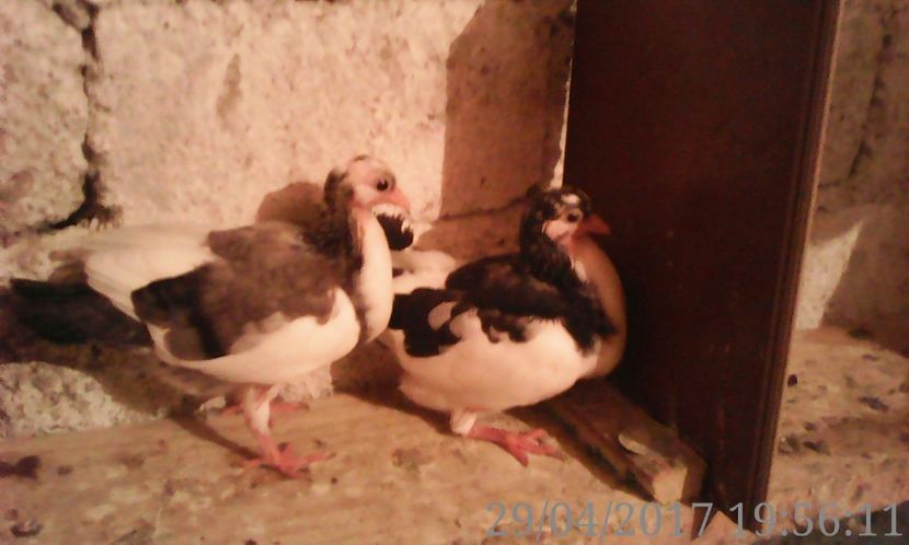  - noua generatie2017