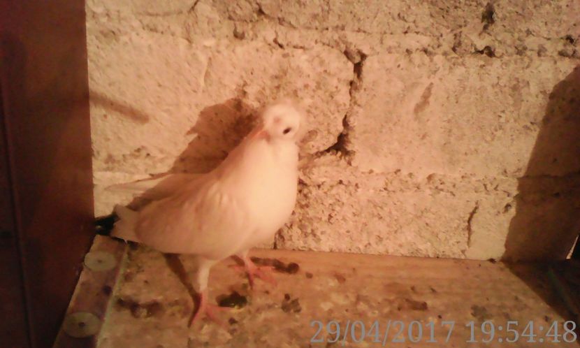  - noua generatie2017