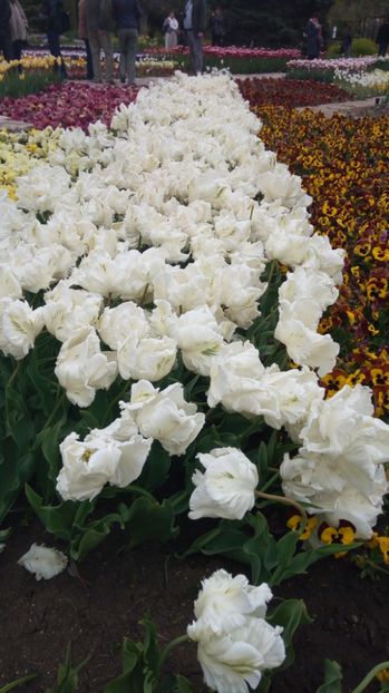 Balcik - Primavara 2017