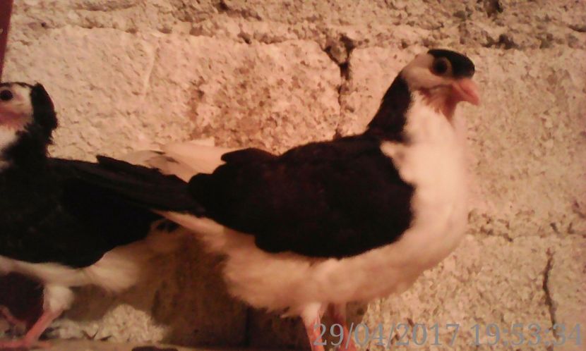  - noua generatie2017