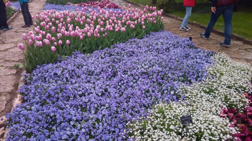 Lalele Balcik - Primavara 2017