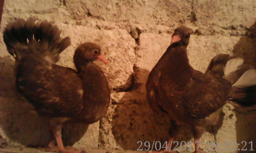  - noua generatie2017