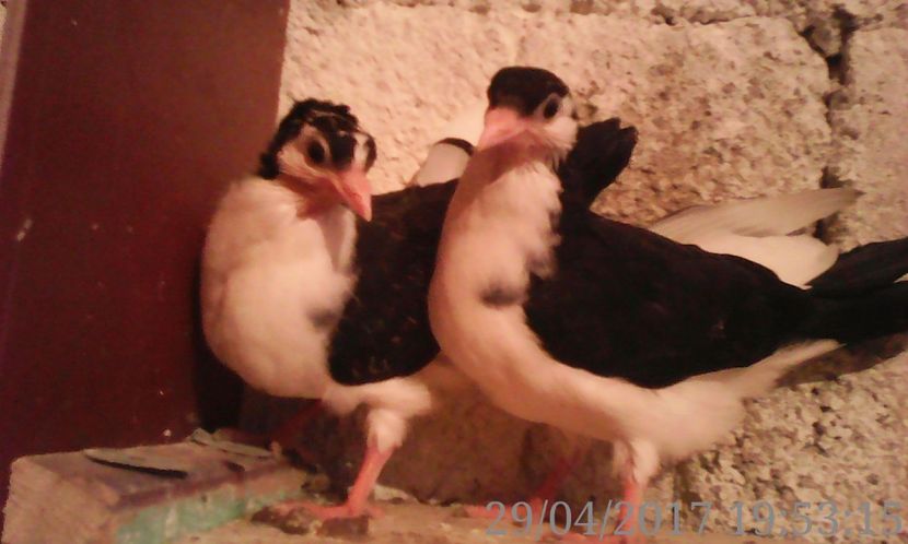  - noua generatie2017