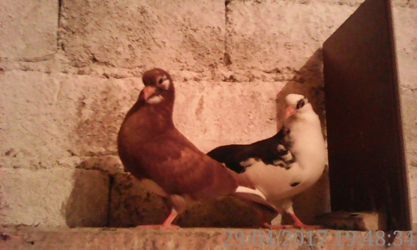  - noua generatie2017