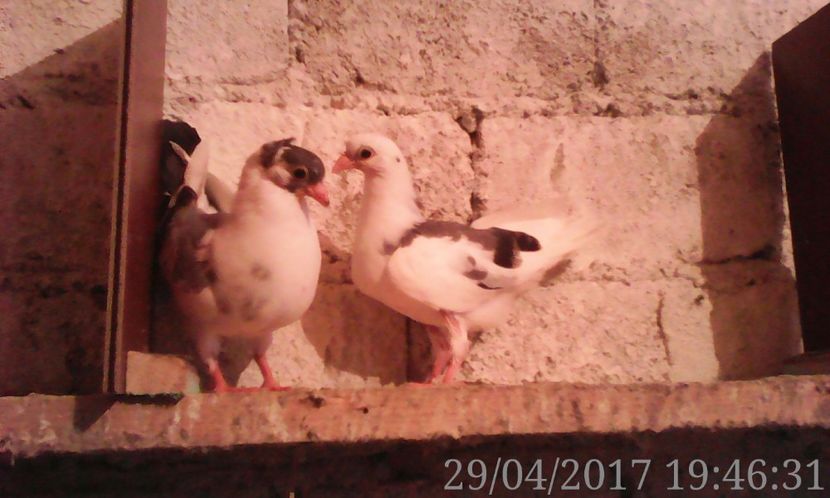  - noua generatie2017