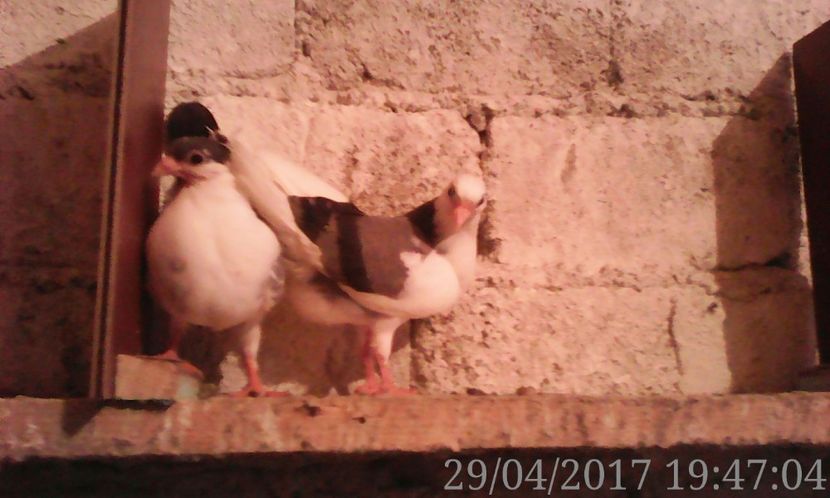  - noua generatie2017