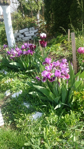  - Gradina primavara 2017