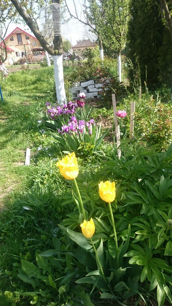  - Gradina primavara 2017