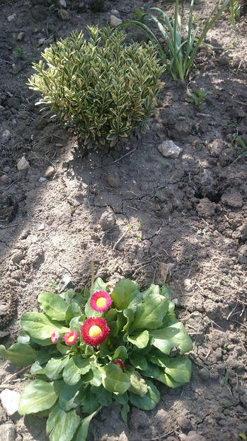  - Gradina primavara 2017