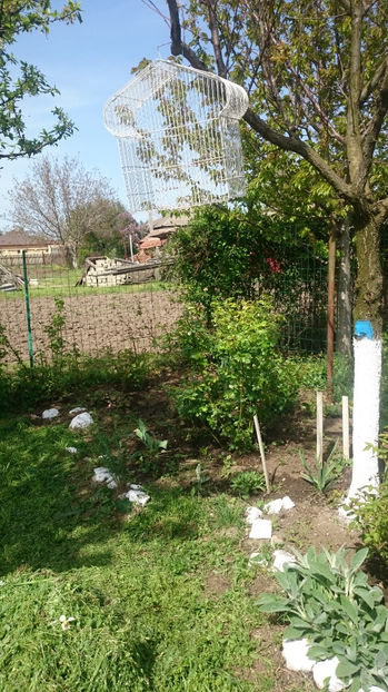  - Gradina primavara 2017
