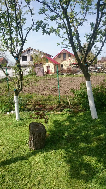  - Gradina primavara 2017