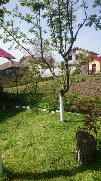  - Gradina primavara 2017