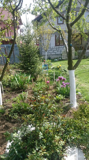  - Gradina primavara 2017