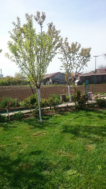  - Gradina primavara 2017
