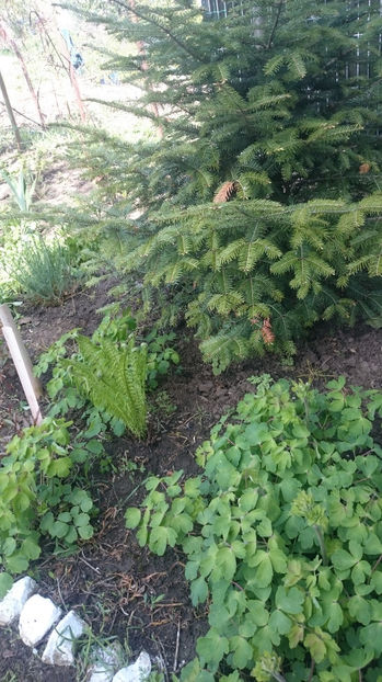  - Gradina primavara 2017