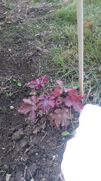  - Gradina primavara 2017