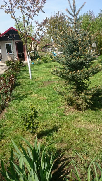  - Gradina primavara 2017
