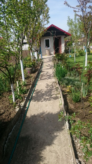  - Gradina primavara 2017