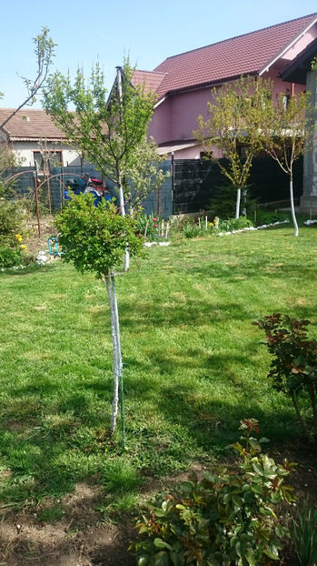  - Gradina primavara 2017
