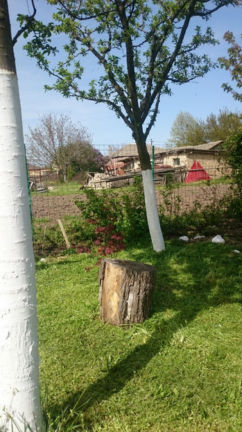  - Gradina primavara 2017